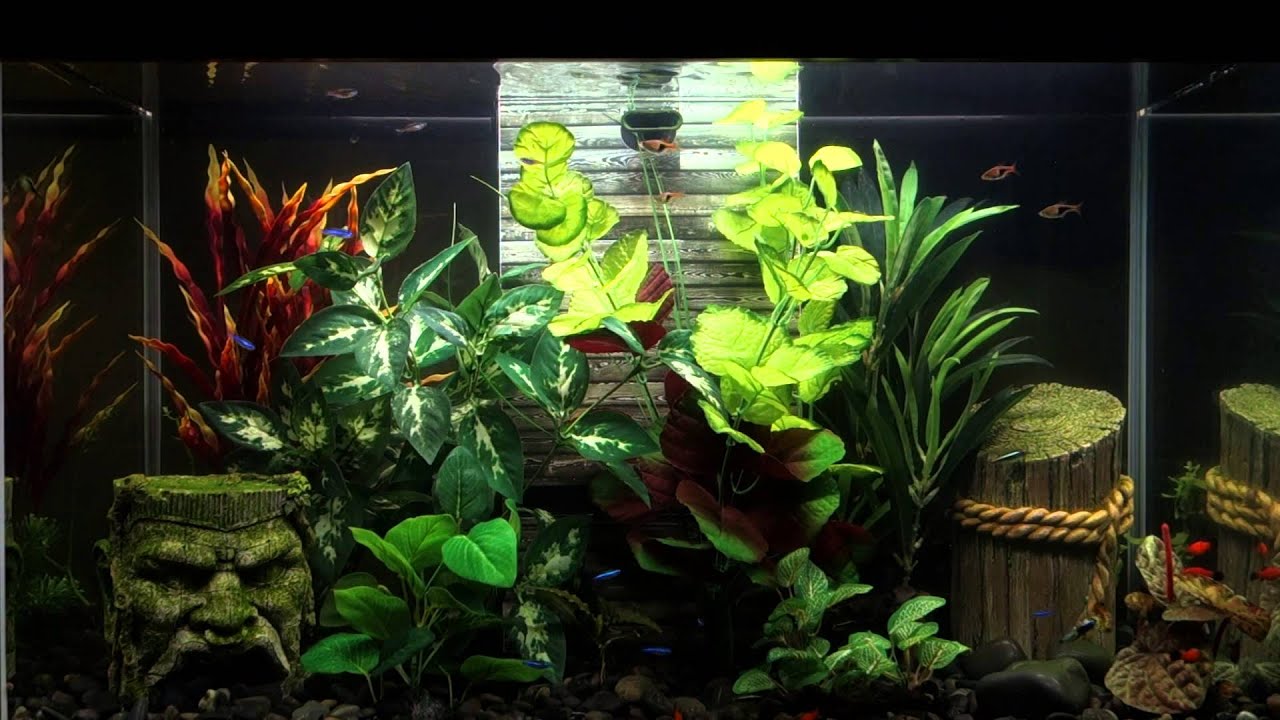 Mon aquarium Fluval Accent YouTube