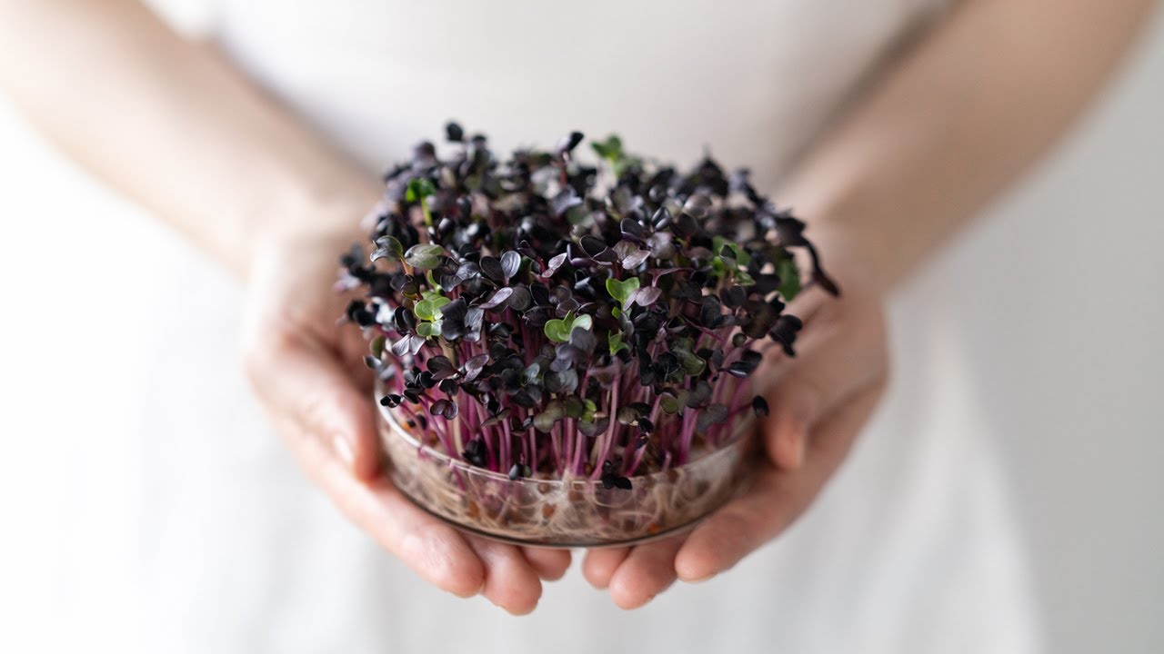 Growing Radish Sprouts with Only Water YouTube