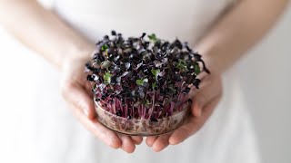 Growing Radish Sprouts with Only Water screenshot 4