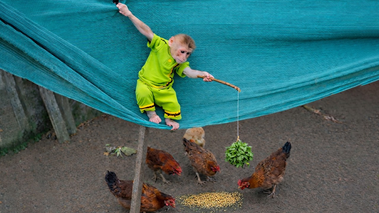 Heartwarming Cute! Monkey Bibi Helps Grandma Feed the Chickens When She’s Unwell