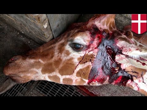 Wideo: Dlaczego żyrafa Została Zabita W Kopenhadze