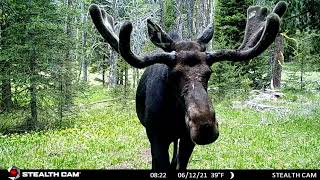Bull Moose Walking Through SW Montana Forest by People and Carnivores 899 views 2 years ago 18 seconds