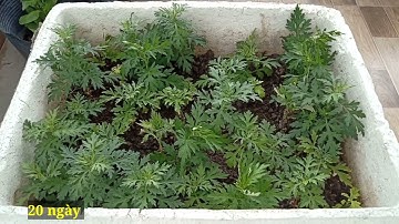 Cách trồng ngải cứu bằng cành