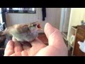 赤ちゃんスズメを育てる-マイクフランツマン