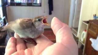 Raising A Baby Sparrow  by Mike Franzman