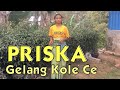 Priska  gelang kole ce  cover  musik pa yos