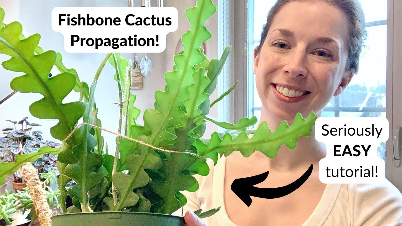 How to propagate the fishbone cactus 🌵🦴 A NO-FAIL guide