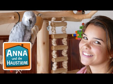 Video: Papageien als Haustiere - Graupapagei