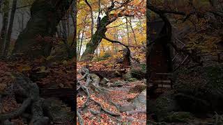 documentation about water and forest #forest #forestlovers #nature #naturelovers #naturephotography