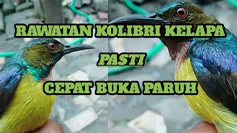 Perawatan Harian Kolibri Kelapa/Manggar,Cepat Bunyi