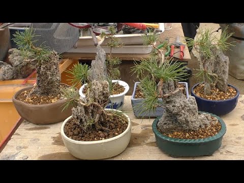 五葉松の石付け2 - YouTube