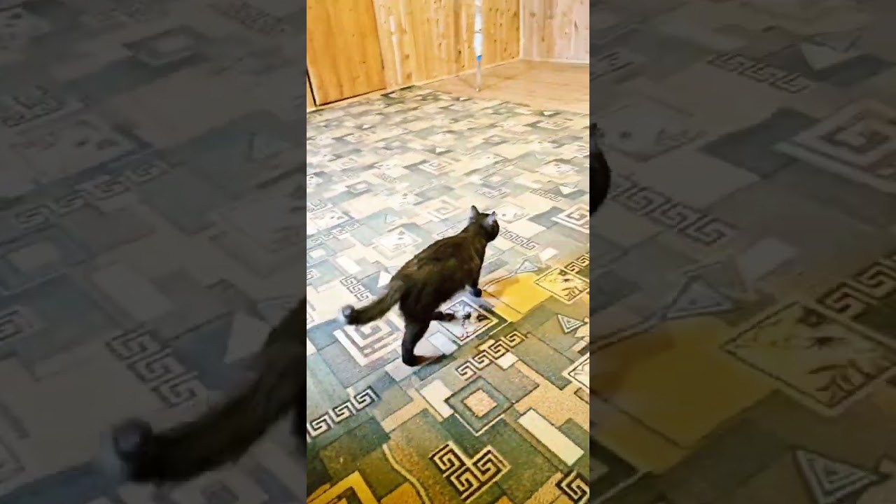 Пискунчик сегодня непоседа 🚀❤️🐈‍⬛