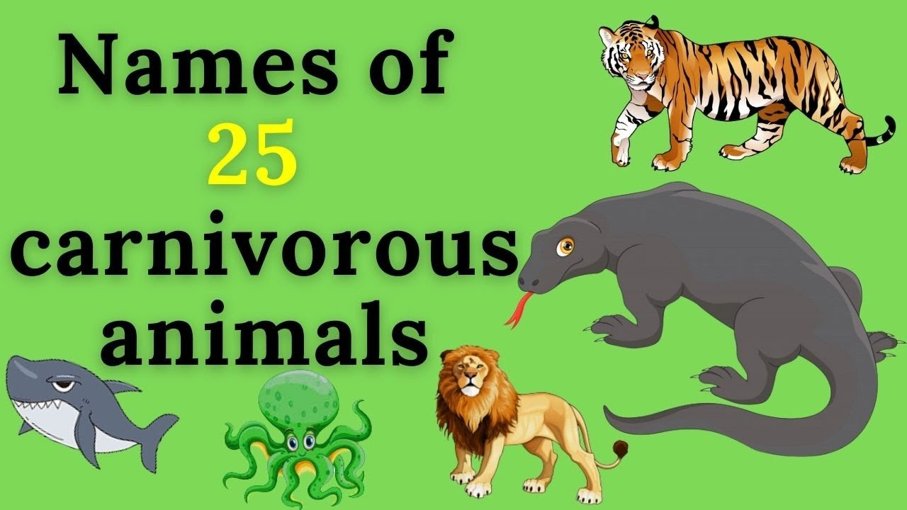 Names of 25 carnivorous animals | carnivores | Examples of carnivores | animals  name - YouTube