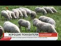В Северной Осетии растут показатели по овцеводству