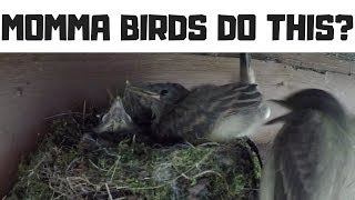 I Never Knew Momma Birds Did This With Their Babies