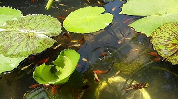 Nuôi cá hồ xi măng 104 - Cá kiếm, cá bảy màu, cá trân châu và cá mún nuôi trong hồ hoa súng