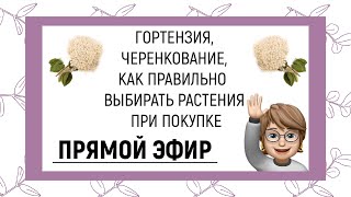 видео: ПРЯМОЙ ЭФИР | ГОРТЕНЗИЯ, ЧЕРЕНКОВАНИЕ, КАК ВЫБИРАТЬ РАСТЕНИЯ ПРИ ПОКУПКЕ картинка: ПРЯМОЙ ЭФИР | ГОРТЕНЗИЯ, ЧЕРЕНКОВАНИЕ, КАК ВЫБИРАТЬ РАСТЕНИЯ ПРИ ПОКУПКЕ