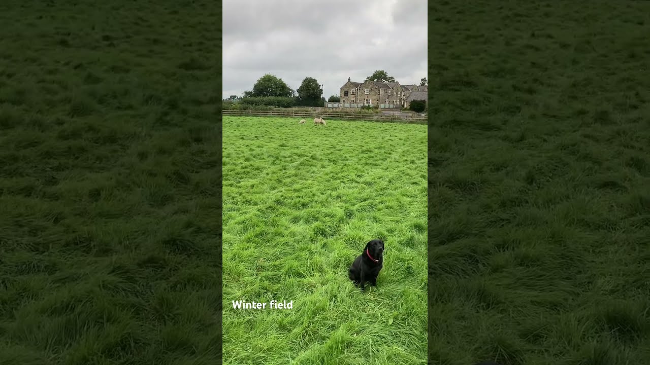 Seren And The Family X Animal Cute Funny