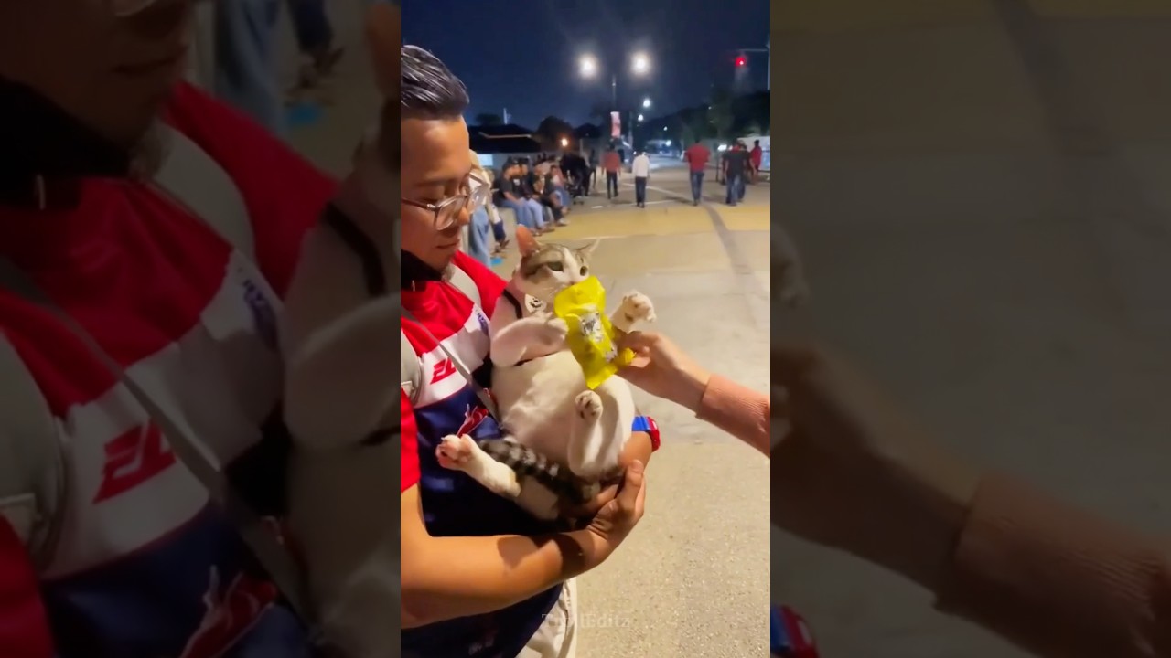 How Can Cats Love Humans So Purely?♥️