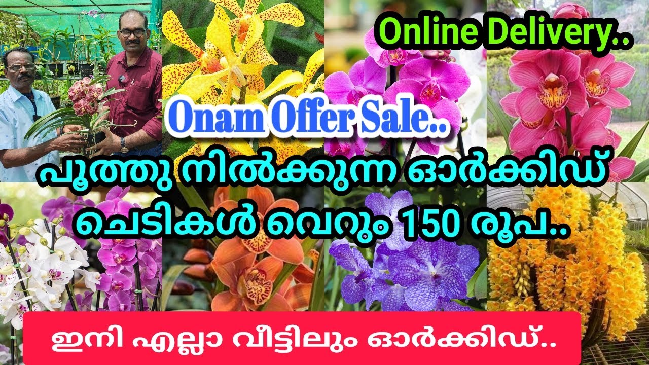 വിലക്കുറവ്/ വെറും 150 രൂപയ്ക്ക് പൂത്തു നിൽക്കുന്ന ഓർക്കിഡ് ചെടികൾ..Arya Orchid Cherthala #orchid