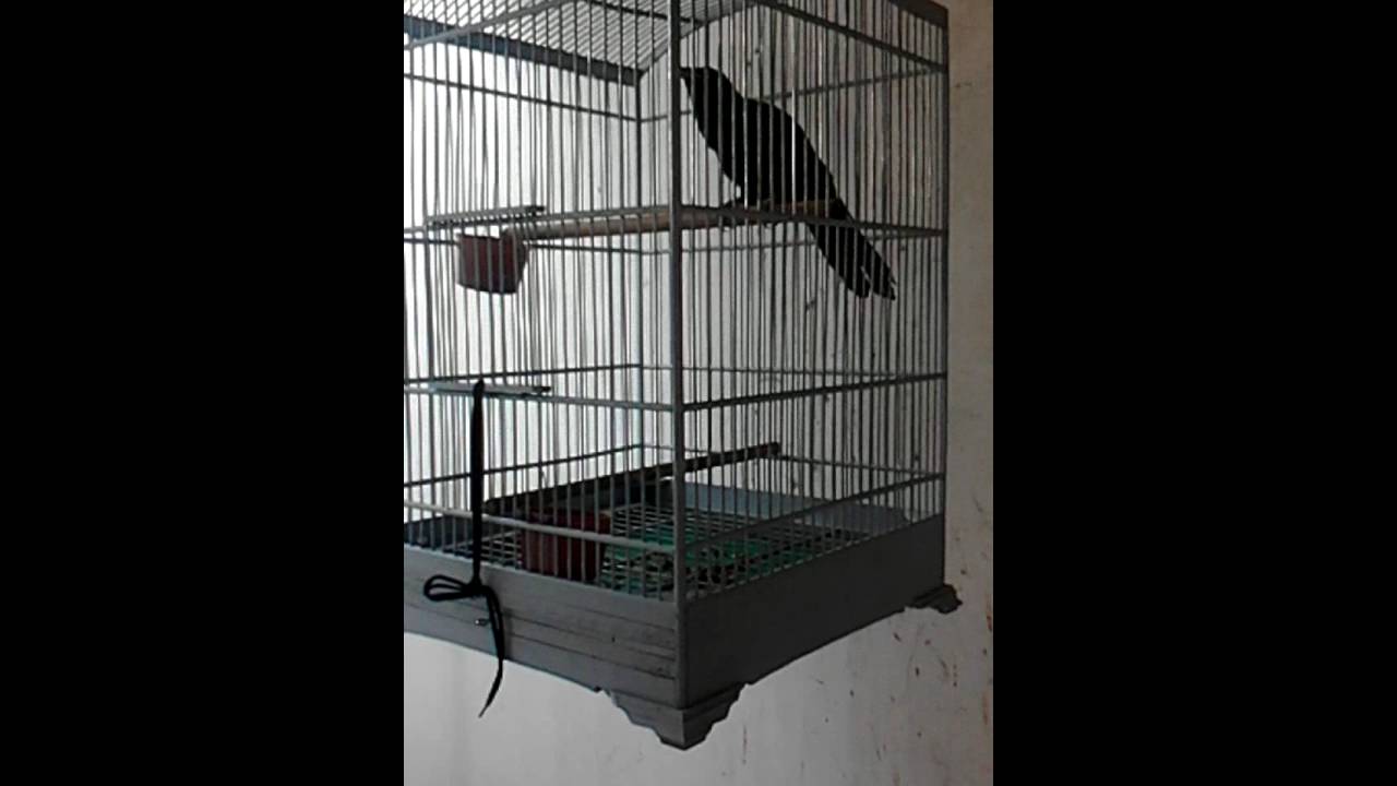 Burung Tuwu Gacor Mantap 081230424000 Youtube