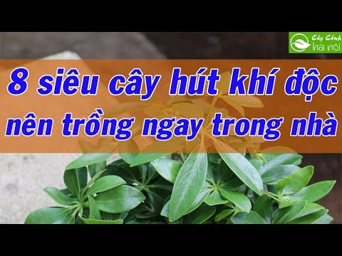 Video: Cách tham gia diễn đàn: 7 bước (có hình ảnh)