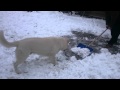 White shepherd Baldur-the snow helper