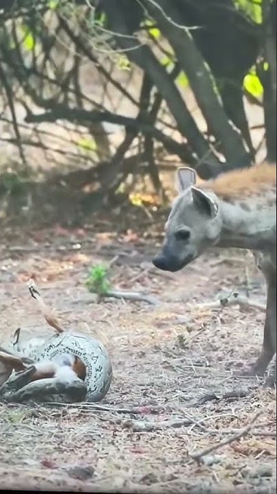 Python vs Impala vs Hyena - YouTube