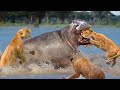 Merciless Animal Battles Ever Filmed