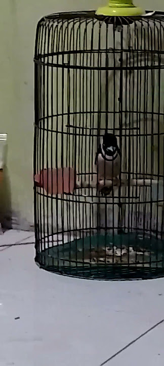 burung sempur hujan darat
