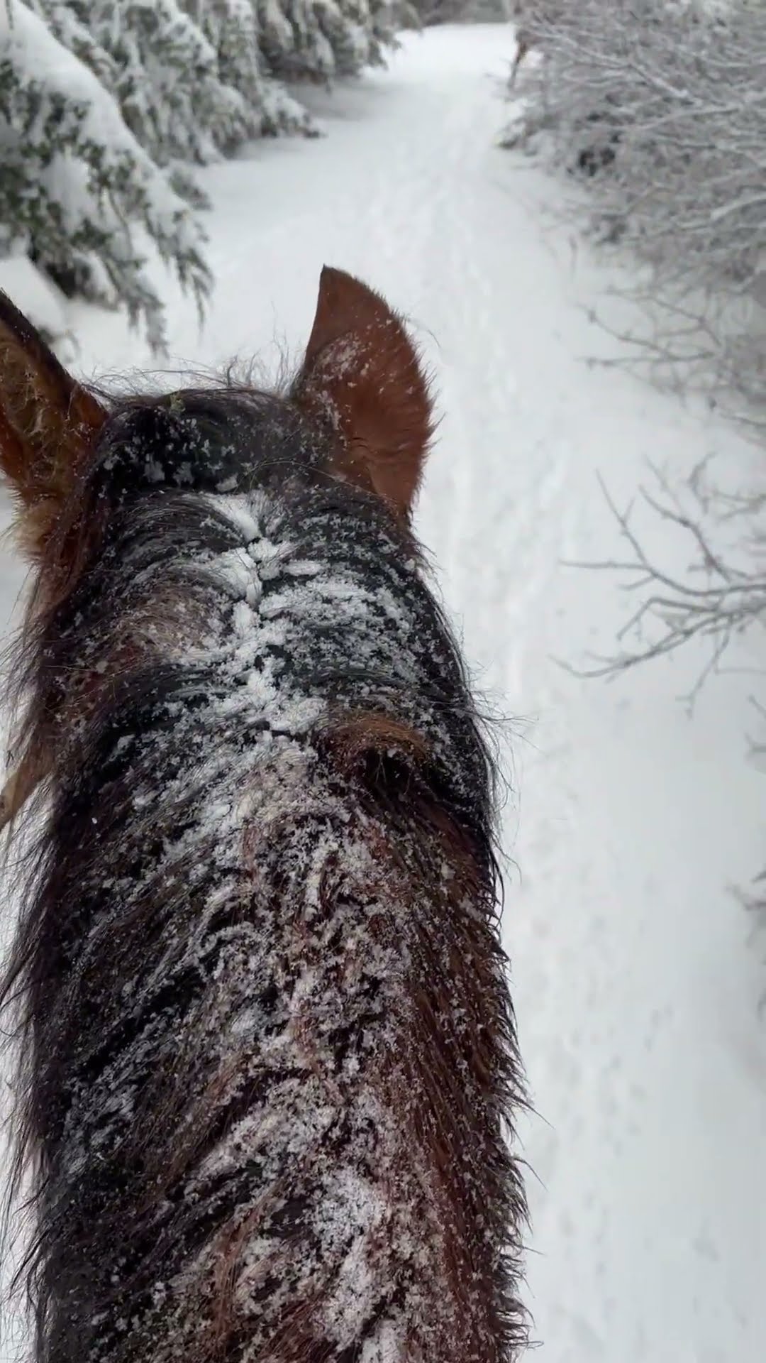 Desensitizing A Horse To Screams || ViralHog