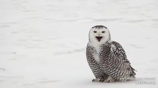 Mississippi River Flyway 💕  Beautiful Views of the Snowy Owl 💕(explore.org 02 06 2022)