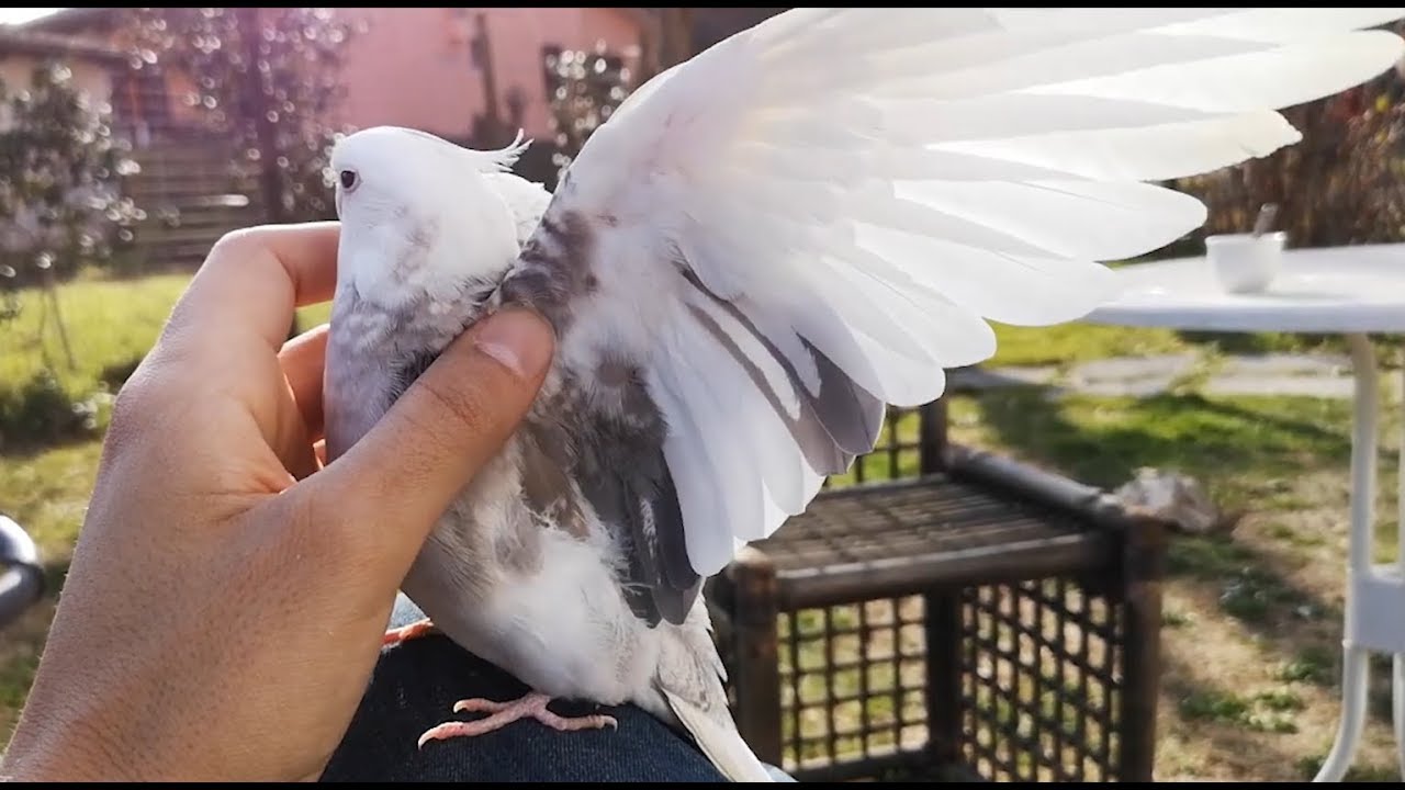 Grooming and preening cockatiels! YouTube