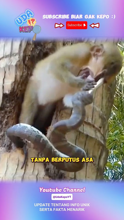 A Naughty Monkey Disturbs a Fierce Snake #uniquefacts #interestingfacts #worldfacts