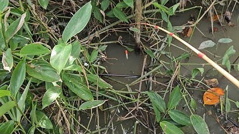 Tập 71 : hôm nay tôi câu cá rô đồng đường kênh sáo ngàn cá rô con nào cũng mập quá ngon