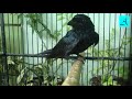 Cara Memancing Burung Srigunting yang malaes bunyi agar racin gacor dan ngplong