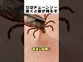 ※素手で抜かないで❌ ダニの口は「チェーンソー」と同じ構造です🪚)