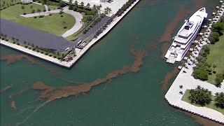 No swim warning remains in effect for parts of Biscayne Bay Guide