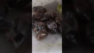 Crush a Pond Snail For Your Fish | Hancurkan Keong Mini