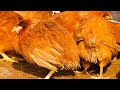 Лечим цыплят от кокцидиоза / Цветной бройлер РедБро