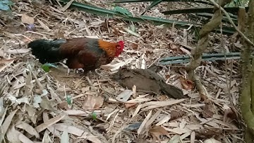 Noob qaib txaij thawj thib xwb tau ib tug kiag lawm nawb