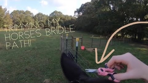 How to trim your horses bridle path
