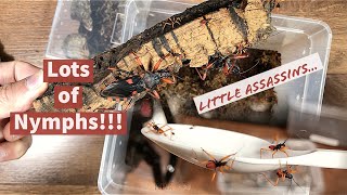 Harvesting Assassin Bugs Nymphs! Pang benta? + King Baboon Tarantula Rehousing
