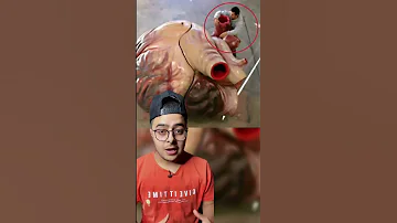 مش هتصدق احجامها الحقيقه 