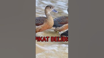 suara pikat belibis‼️MP3 #pikat#burung#belibis#pikat