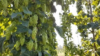 What Are Hops and How Do They Grow?