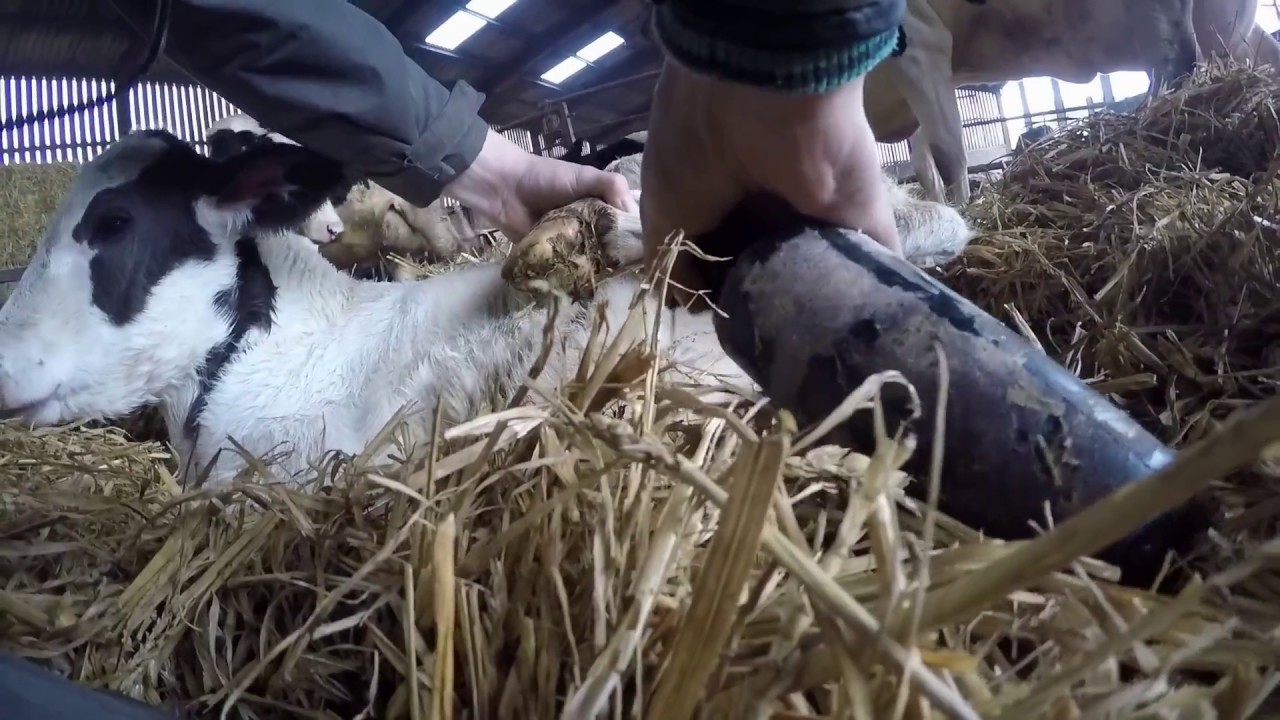 Calf to Cow episode 1 New Calf YouTube