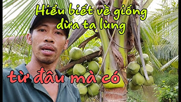 Cách để giống dừa ta lùn trồng tại nhà, giống dừa ta lùn ở đâu có,  kinh nghiệm trồng dừa.