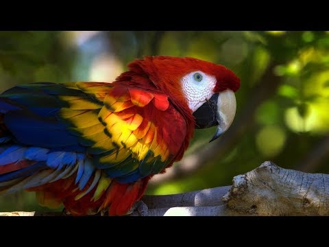 Beautiful Parrots in the World Photos – 402 Types of Parrots in the World – Birds Lovers