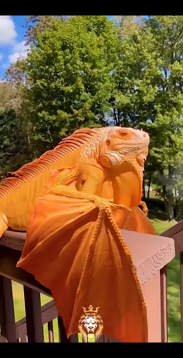 Amazing Dragone .. after and before anemals vibo 💥#youtubeshorts #shorts #dragon